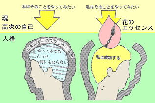 花の持つエネルギーの作用